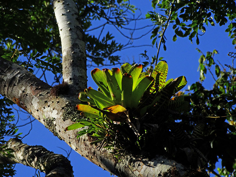 Bromelia