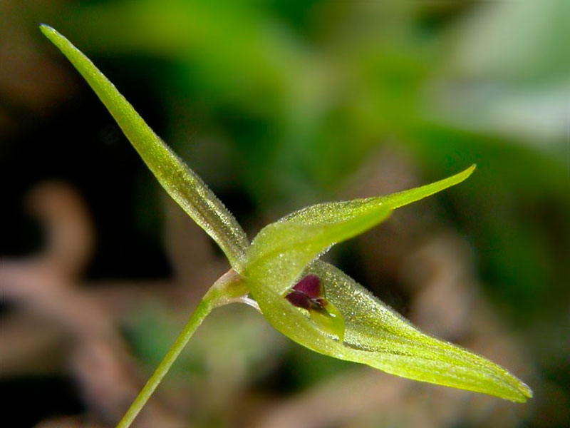Barbosella gardneri