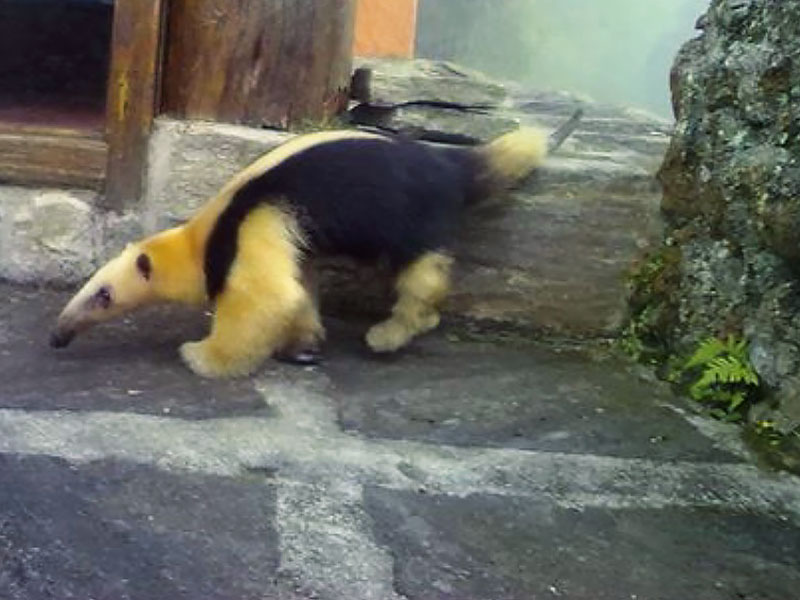 Southern tamandua