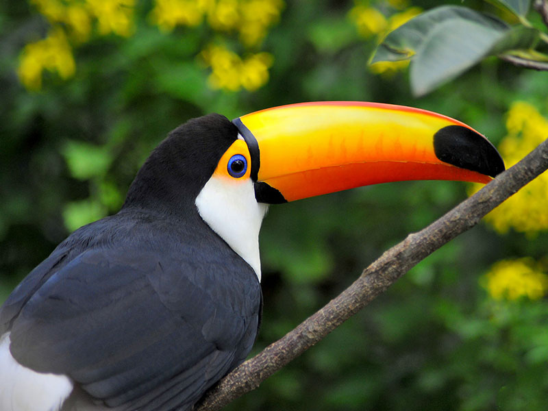 Toco toucan